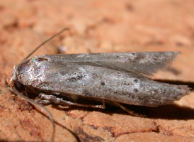 Acorn Moth